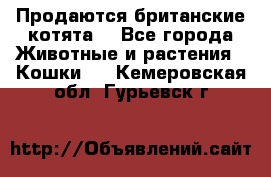 Продаются британские котята  - Все города Животные и растения » Кошки   . Кемеровская обл.,Гурьевск г.